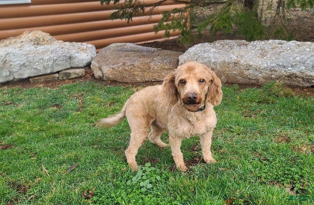 Schnoodle dogs for sale: Smores - Image 7