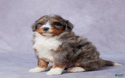 Mini Bernedoodle dogs for sale: Jay - Image 6