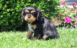 Cavalier King Charles Spaniel dogs for sale: Rex - Image 5