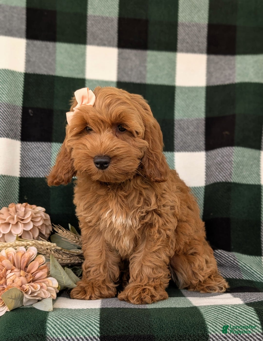 Cockapoo dogs for sale: Egypt - Image 7