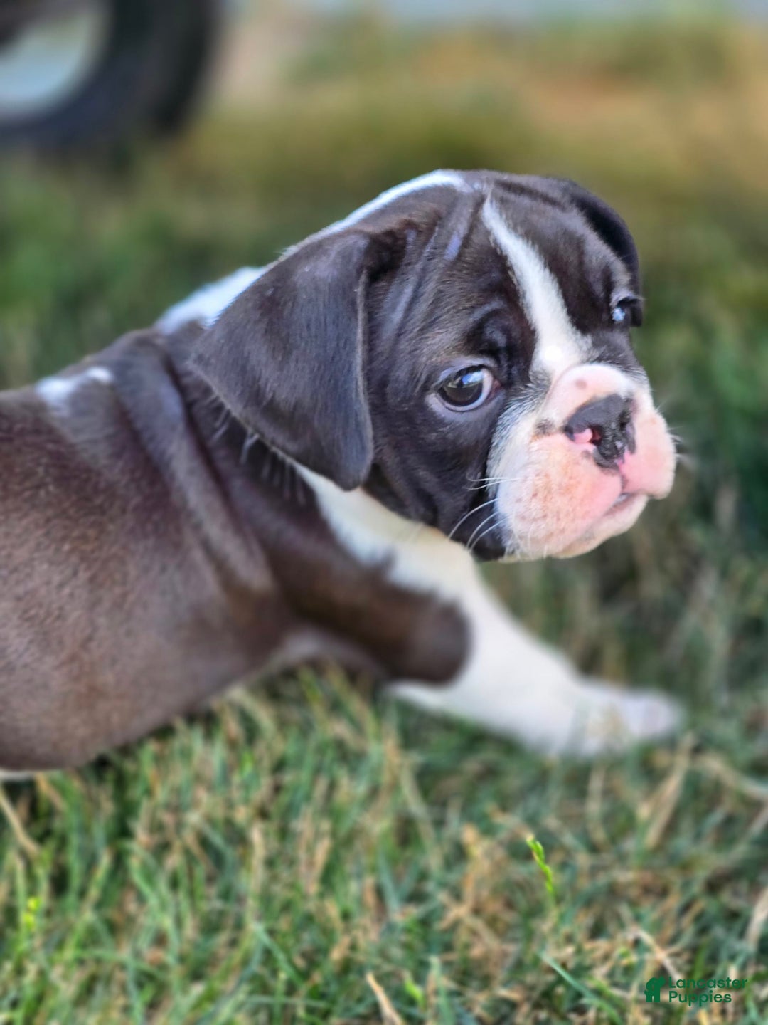English Bulldog dogs for sale: Mack - Image 2