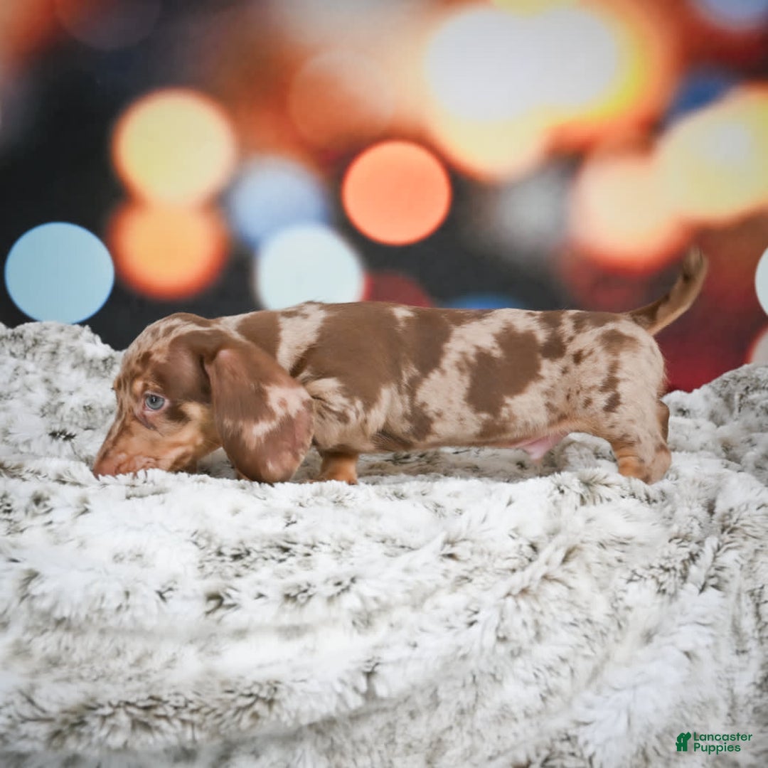 Miniature Dachshund dogs for sale: Easton - Image 2