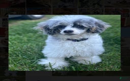 Miniature Poodle dogs for stud: Ash - Image 1