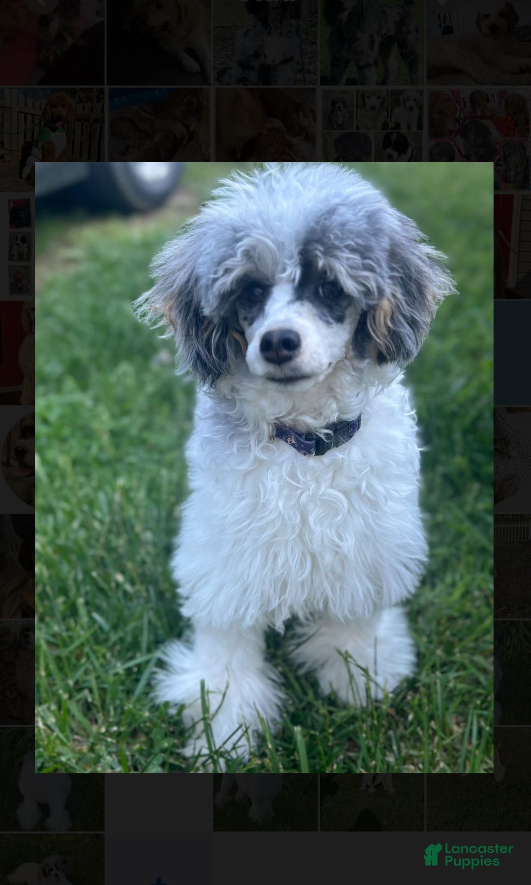 Miniature Poodle dogs for stud: Ash - Image 1