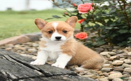 Welsh Corgi Pembroke dogs for sale: Cheeto - Image 10