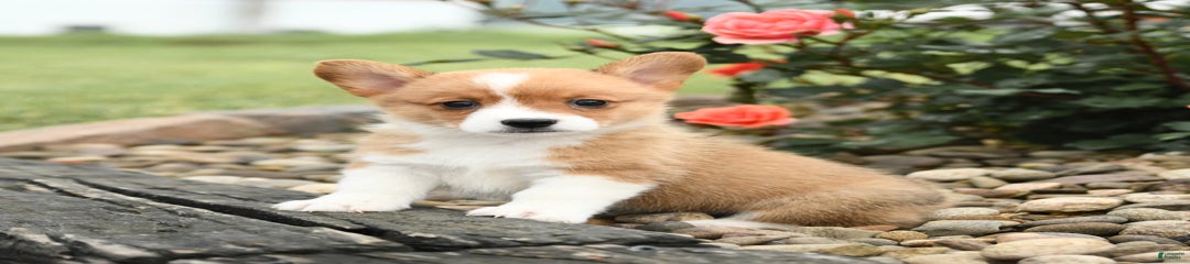 Cheeto