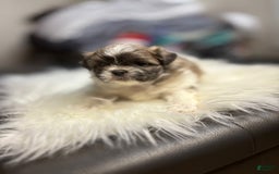Shih Tzu dogs for sale: Linda - Image 3