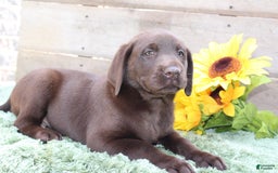Labrador Retriever dogs for sale: Buster - Image 6