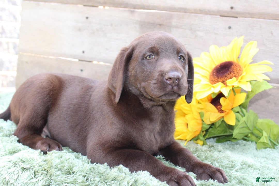Labrador Retriever dogs for sale: Buster - Image 6