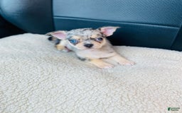 Chihuahua dogs for sale: Merley - Image 2