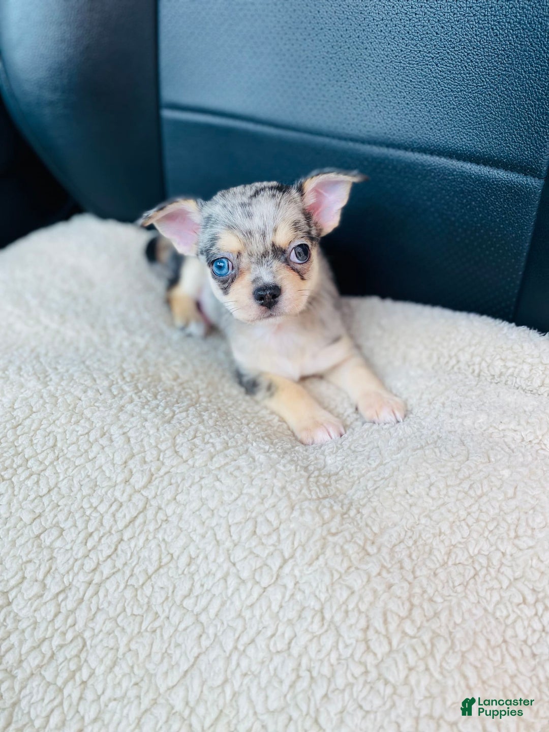 Chihuahua dogs for sale: Merley - Image 2