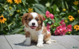 Cavalier King Charles Spaniel dogs for sale: Buster - Image 1