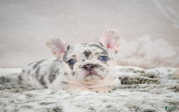 French Bulldog dogs for sale: French Bulldog 6 puppies - Image 3
