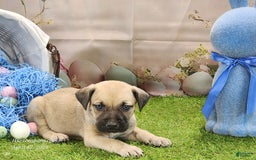 Catahoula Leopard Dog dogs for sale: Goldie 2025 M2 - Image 4