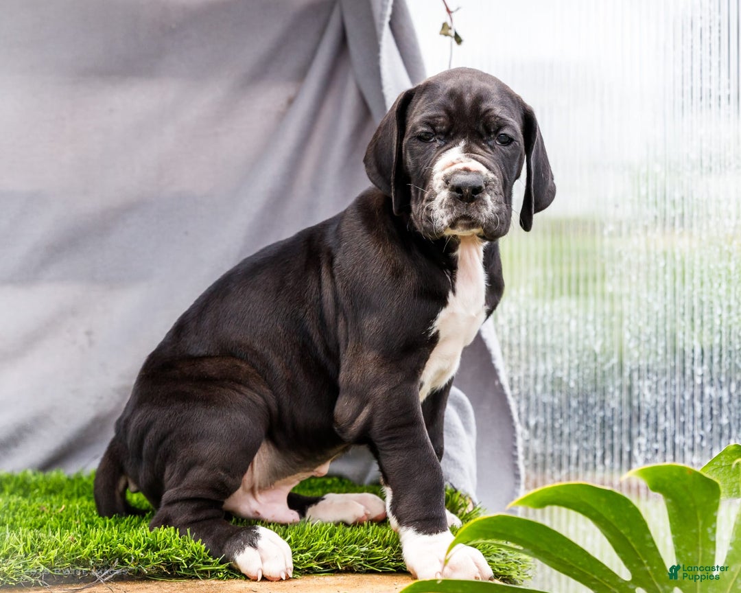 Great Dane dogs for sale: Trever - Image 8