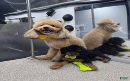 Miniature Poodle dogs for sale: Teddy Riley - Image 7