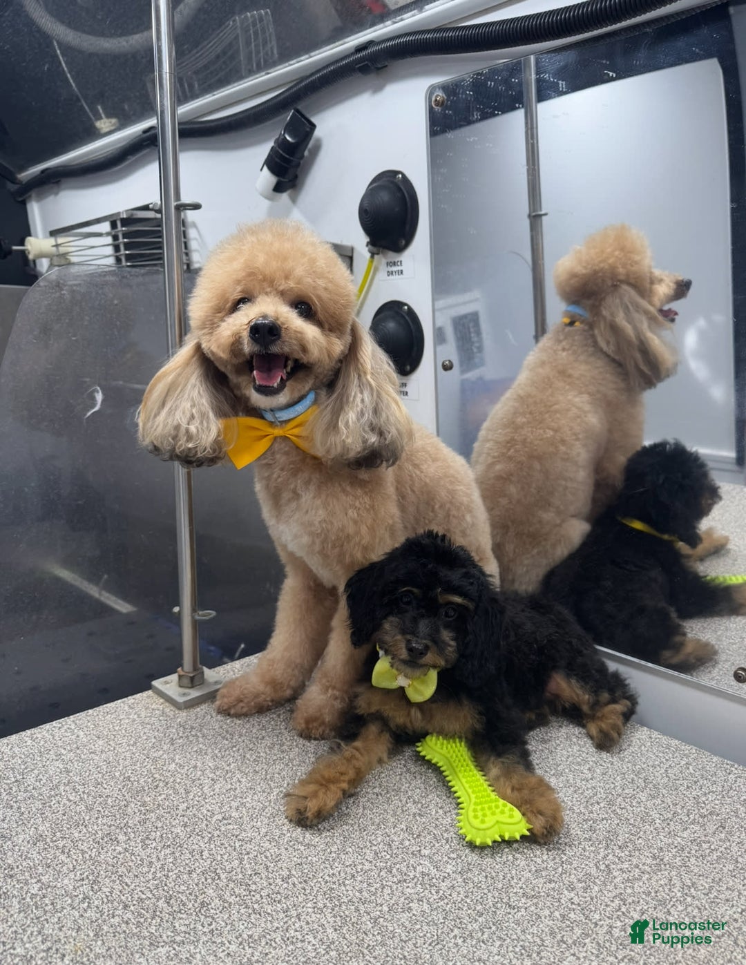 Miniature Poodle dogs for sale: Teddy Riley - Image 7