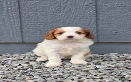 Cavapoo dogs for sale: Ellie - Image 5
