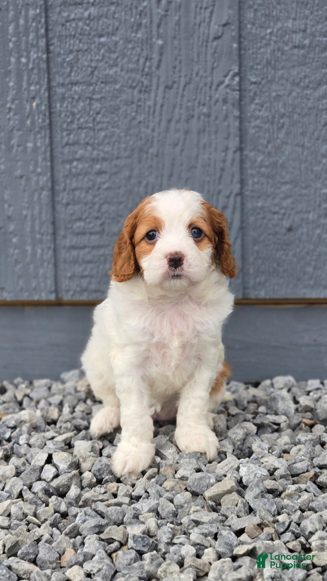 Cavapoo dogs for sale: Ellie - Image 5