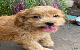 Cockapoo dogs for sale: Nala - Image 6