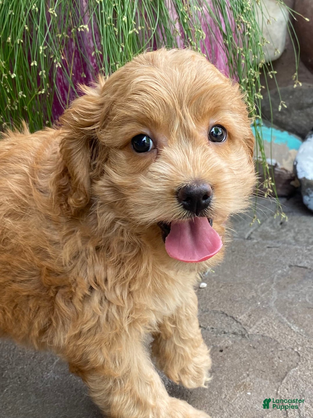 Cockapoo dogs for sale: Nala - Image 6