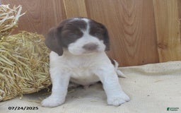 English Springer Spaniel dogs for sale: Mason - Image 2