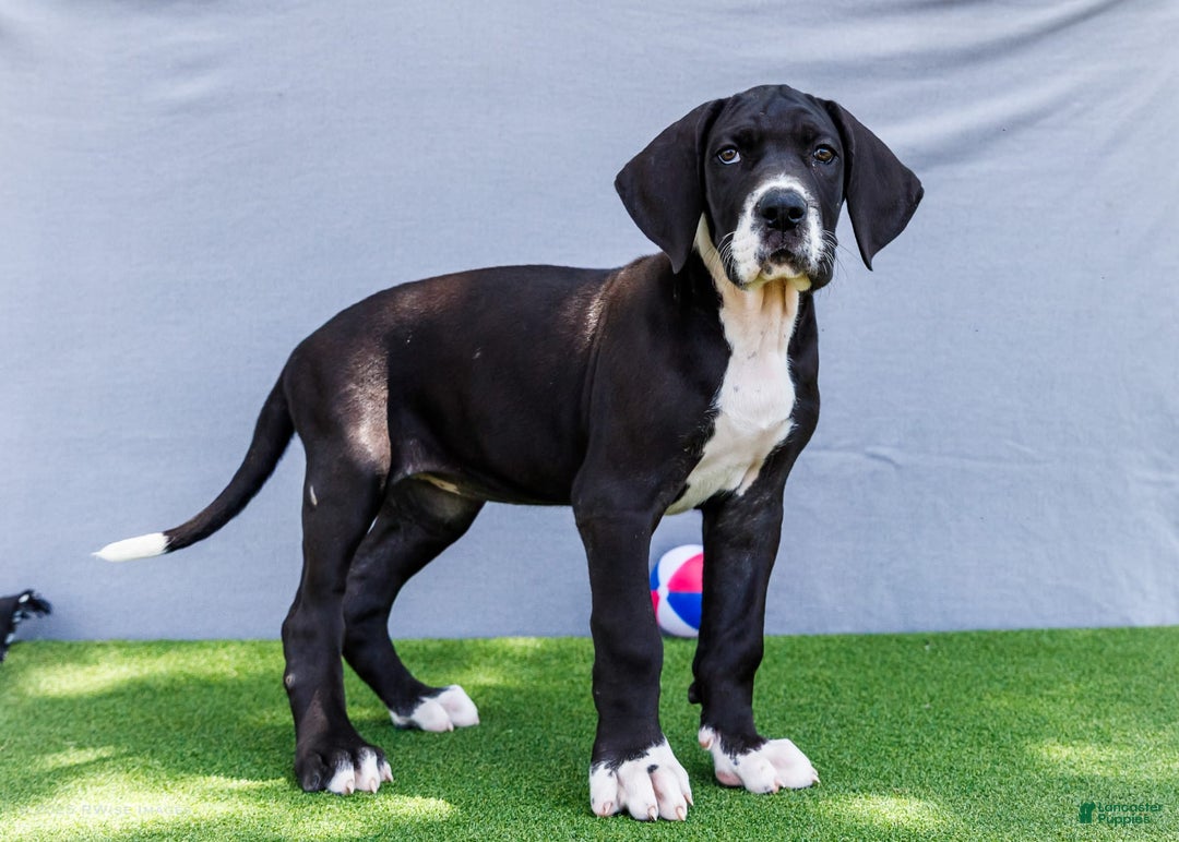Great Dane dogs for sale: Kathy - Image 11
