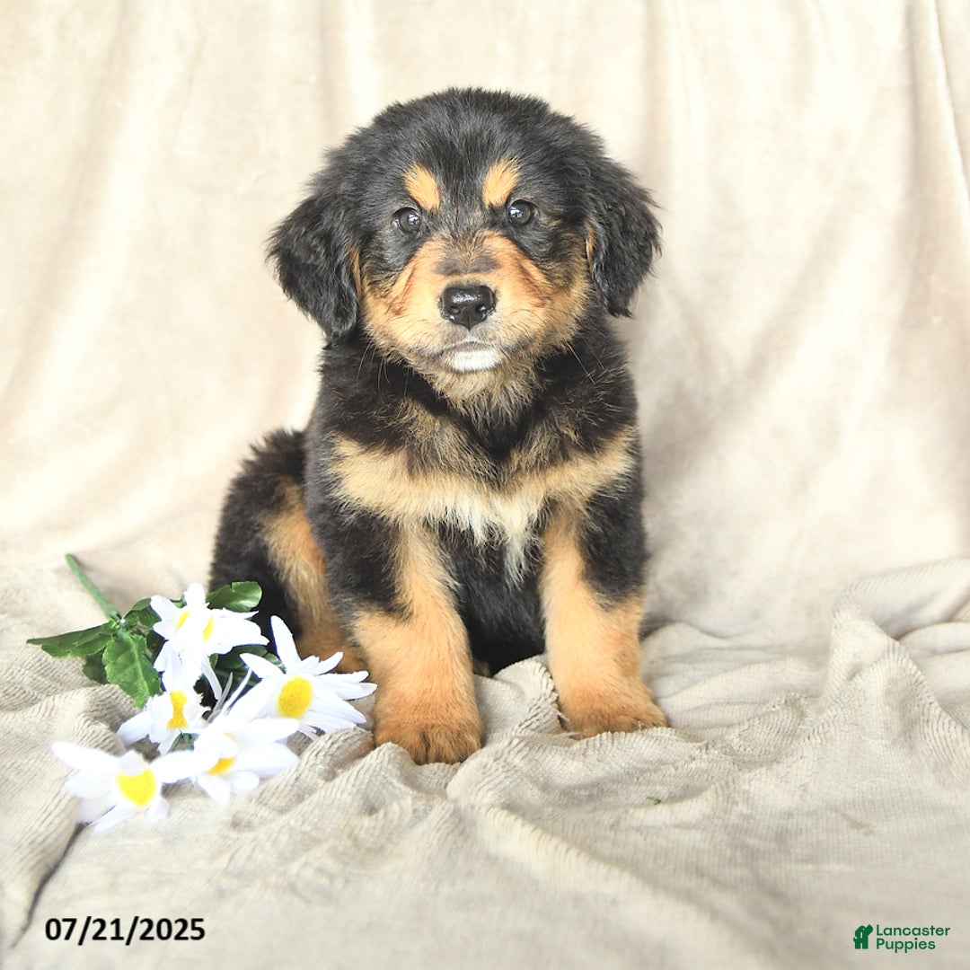Bernese Mountain Dog dogs for sale: Solomon - Image 1