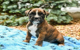 Boxer dogs for sale: Hunter - Image 3