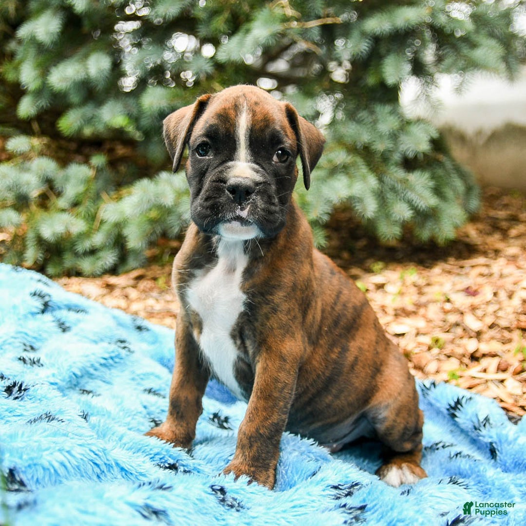Boxer dogs for sale: Hunter - Image 3