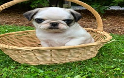 Pug dogs for sale: Piper - Image 2