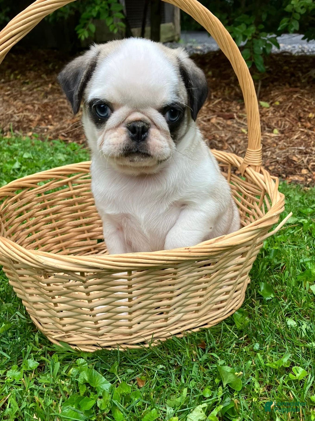 Pug dogs for sale: Piper - Image 2