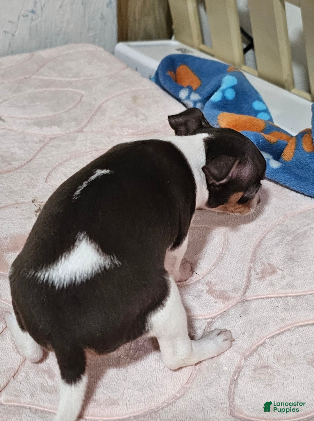Chihuahua dogs for sale: Spunky - Image 5