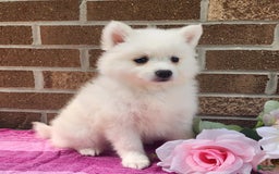 American Eskimo dogs for sale: Gabby - Image 3