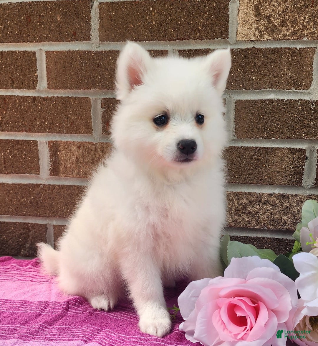American Eskimo dogs for sale: Gabby - Image 3