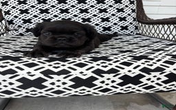 French Bulldog dogs for sale: Maserati - Image 1