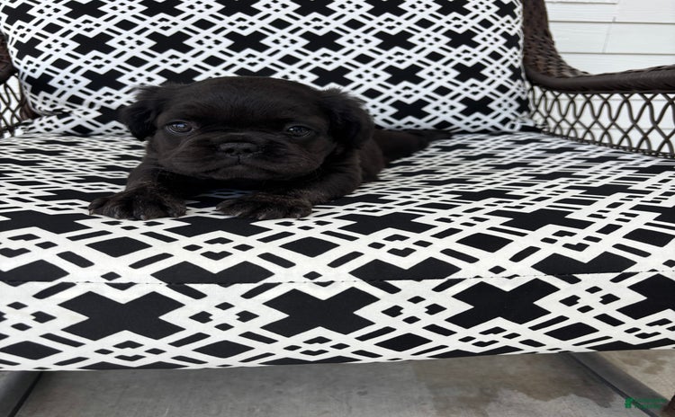 French Bulldog dogs for sale - Ad 1