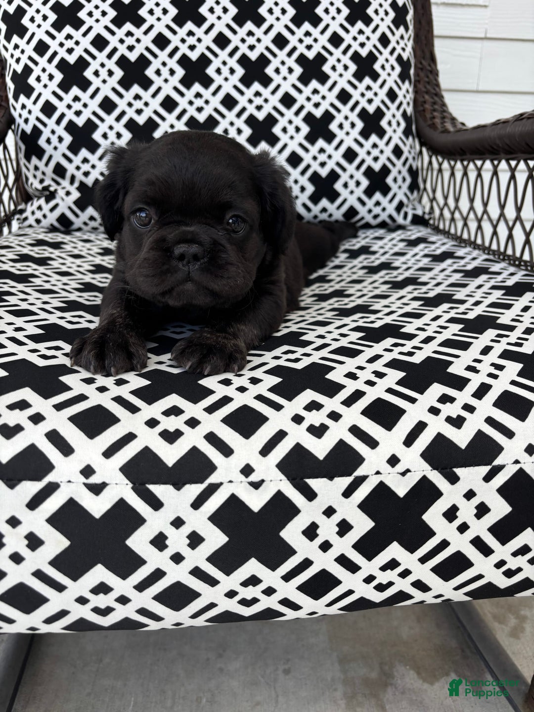 French Bulldog dogs for sale: Maserati - Image 1
