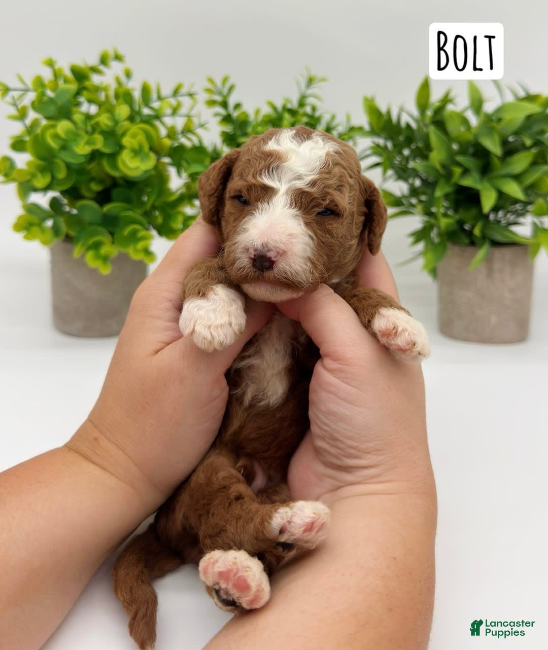 Mini Goldendoodle dogs for sale: Petite Bolt - Image 3