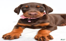 Doberman Pinscher dogs for sale: Macey - Image 5