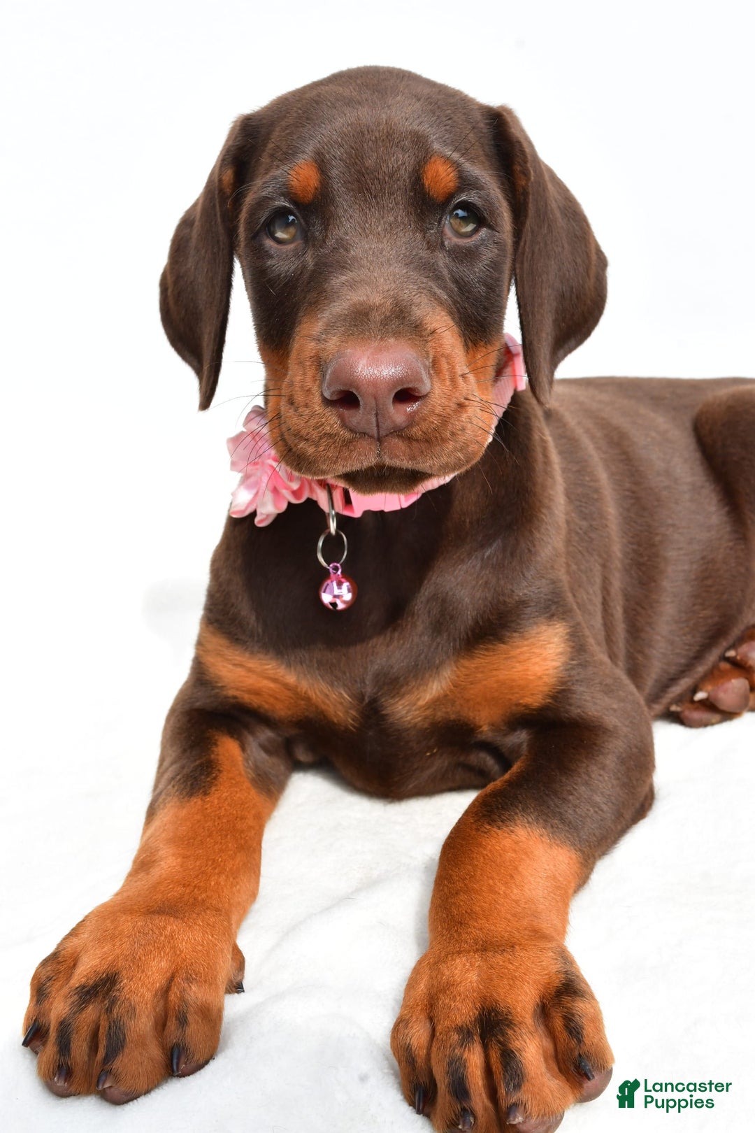 Doberman Pinscher dogs for sale: Macey - Image 5