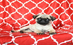 Pug dogs for sale: Lucky - Image 2
