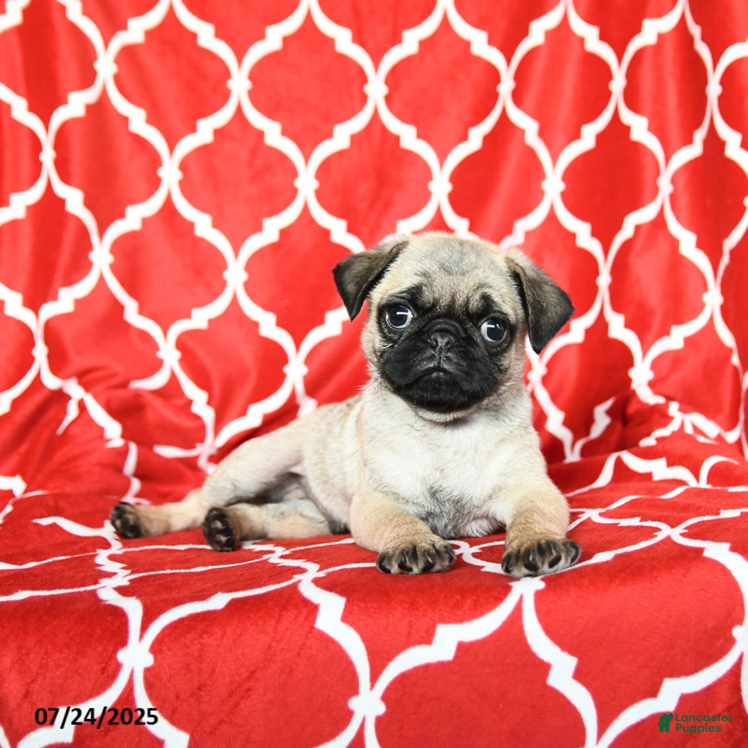 Pug dogs for sale: Lucky - Image 2