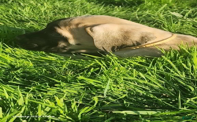 English Mastiff dogs for sale - Ad 1