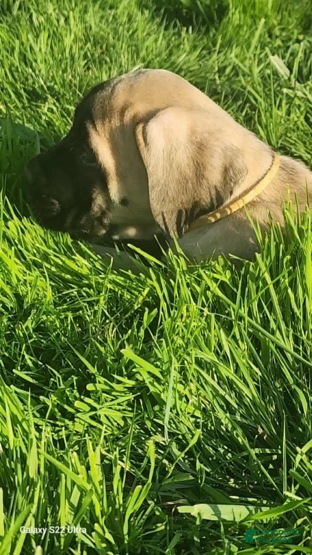 English Mastiff dogs for sale: Peanut - Image 1