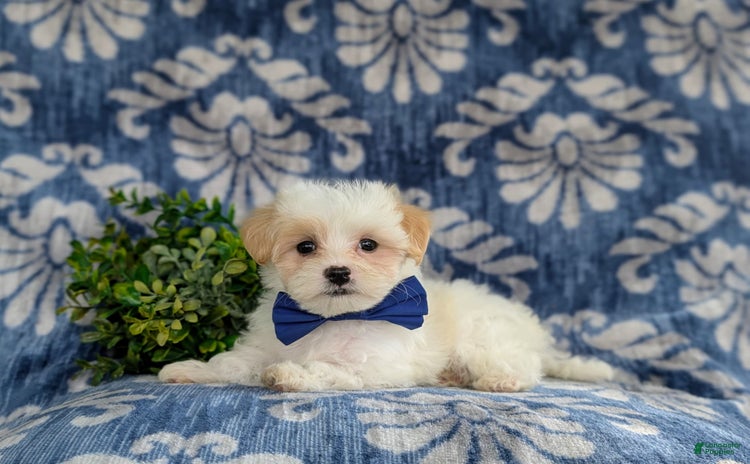 Maltese dogs for sale - Ad 3