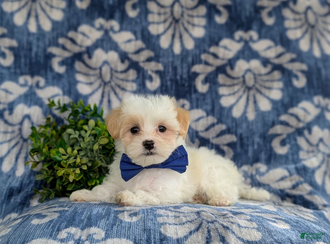 Maltese dogs for sale: Graham - Image 1