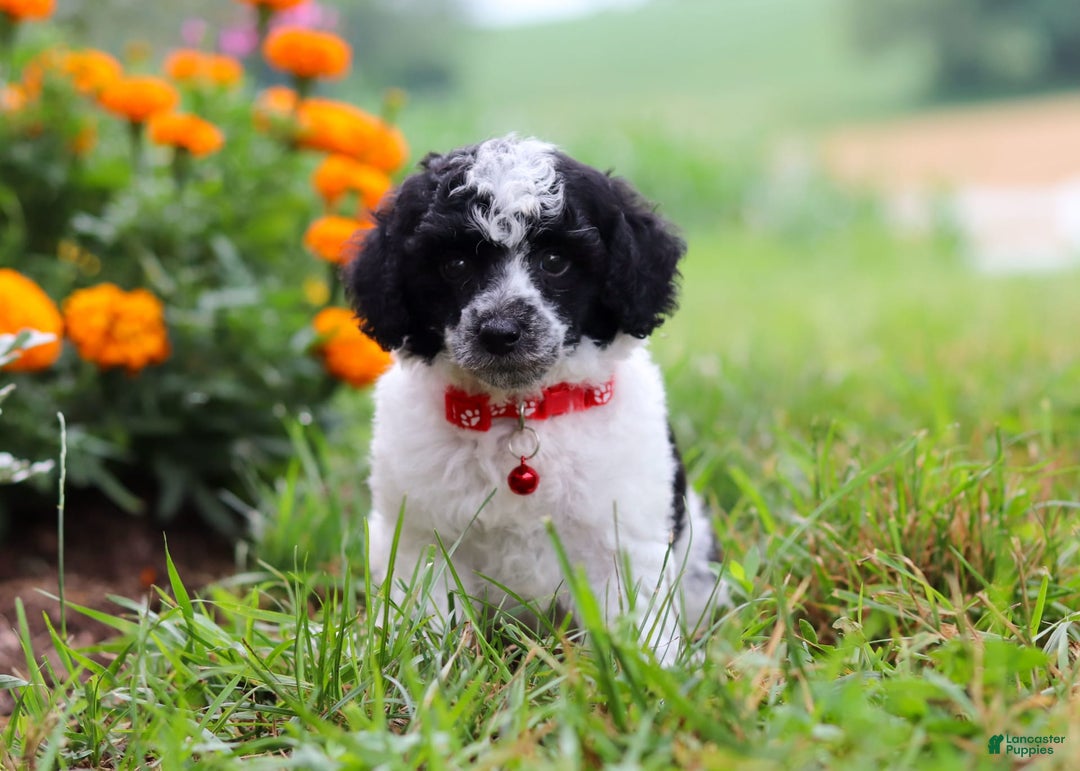 Miniature Poodle dogs for sale: Pepper - Image 8
