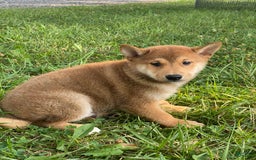 Shiba Inu dogs for sale: Iggy - Image 7
