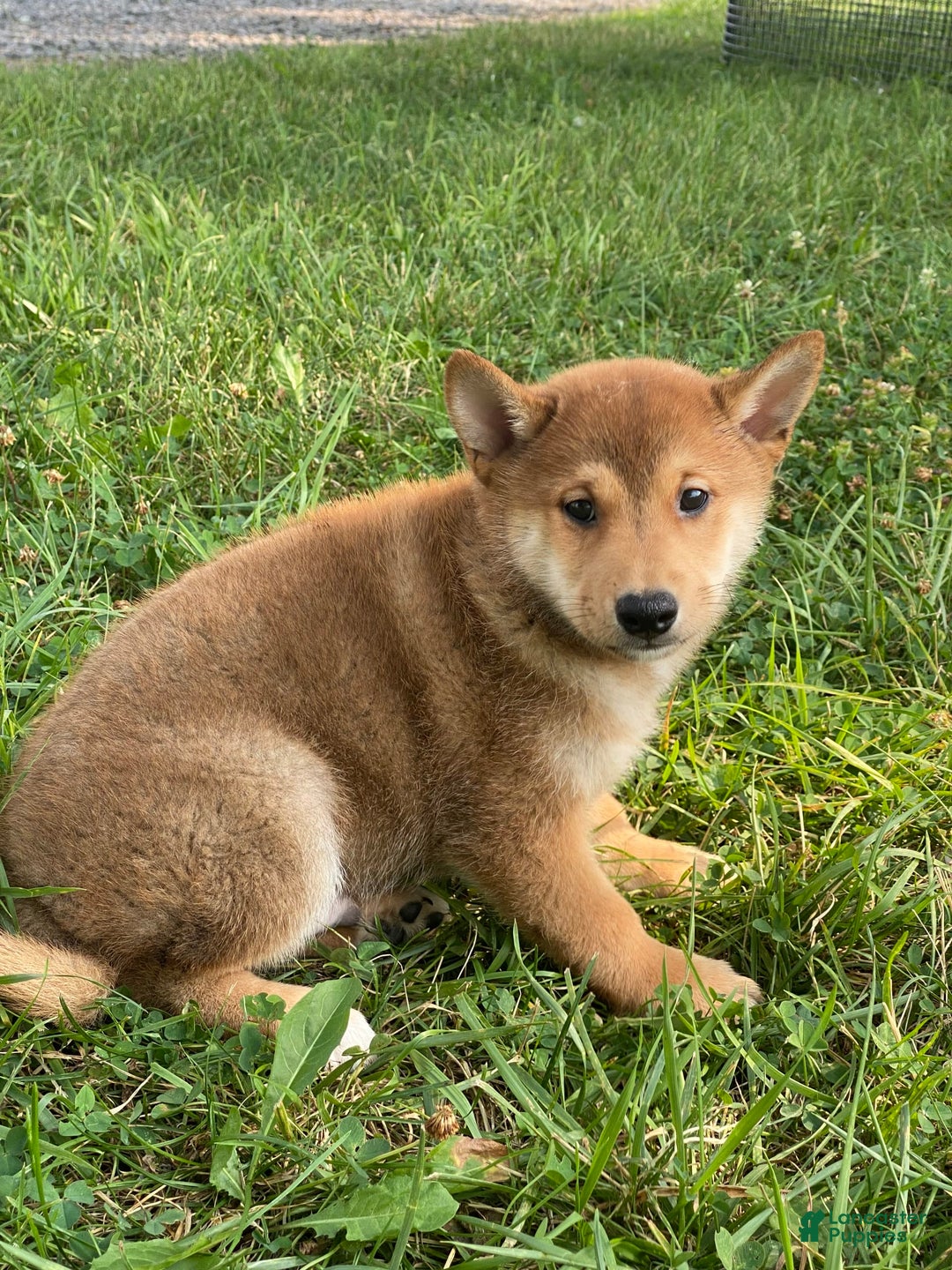 Shiba Inu dogs for sale: Iggy - Image 7